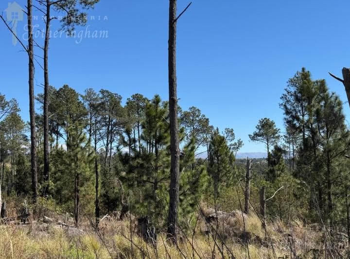 Oportunidad Unica | Villa Yacanto 2.5 Ha | Escritura Inmediata - 3