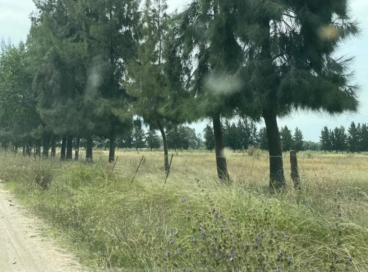 Campo de 33.5 Has en San Vicente, a 300 m de Ruta 6. Ideal Desarrollo Inmobiliario C/prefactibilidad. - 4