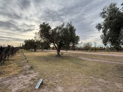 VENTA DE CAMPO DE 2.7 HA EN SAN RAFAEL MENDOZA. ID: 343654 - 5