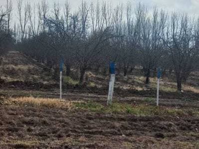 Venta de Finca en General Alvear. Productiva - 3