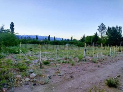 VENTA TERRENO BARREAL - Principal