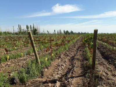 FINCA EN VENTA - PRODUCTIVA CON CULTIVO DE VID - LAVALLE - 4