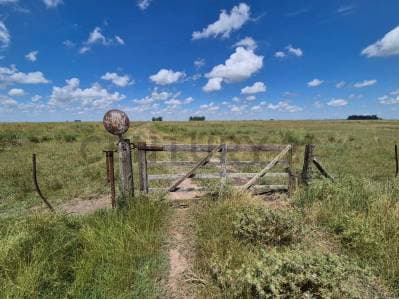 Campo ganadero de 90 hectáreas en Recalde, Olavarría - Principal