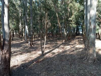 VENTA DE CAMPO, BERISSO - 2