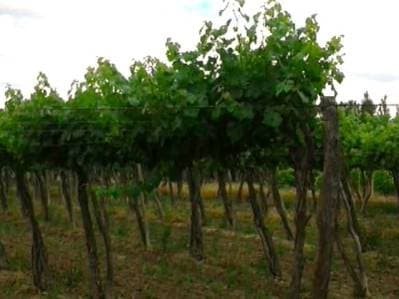 Century21 López ofrece a la venta Finca Productiva en Montecaseros, San Martín, Mendoza. - 4