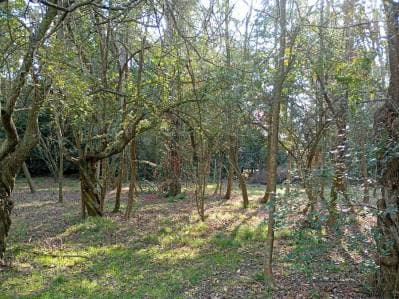 Venta de Lote en Villa Elisa - 3