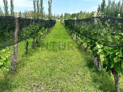 FINCA EN VENTA - PRODUCTIVA CON CULTIVO DE VID - LAVALLE - 5