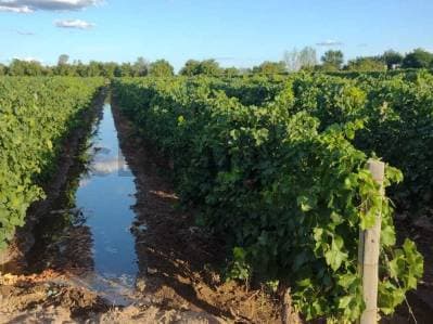 Century21 López ofrece a la venta Finca Productiva en Montecaseros, San Martín, Mendoza. - 3