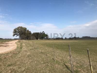 Venta campo de 12 Hectáreas a metros del ingreso a Pardo, Partido de LAS FLORES - 2