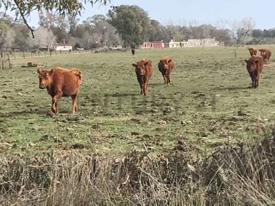 Venta campo de 12 Hectáreas a metros del ingreso a Pardo, Partido de LAS FLORES - 4