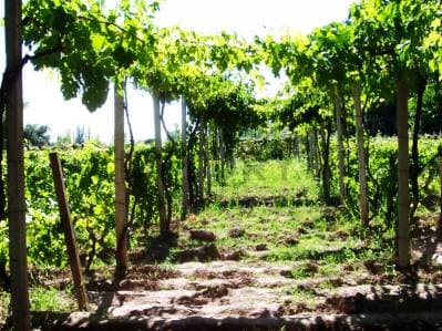Finca productiva en venta. - 5