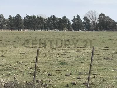Venta campo de 12 Hectáreas a metros del ingreso a Pardo, Partido de LAS FLORES - 3