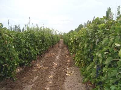 FINCA EN VENTA - PRODUCTIVA CON CULTIVO DE VID - LAVALLE - 2
