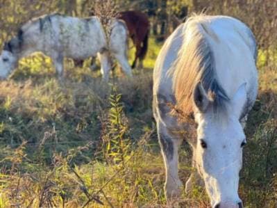 Lotes en venta en Barrio Nacho Correas La Plata - 5