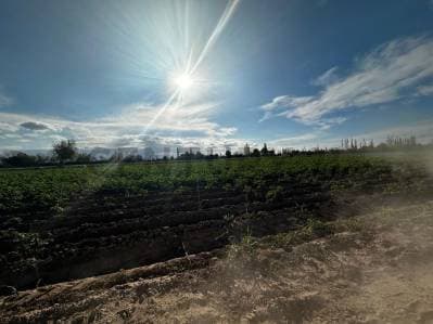 FINCA EN CHAPANAY SAN MARTIN - 4