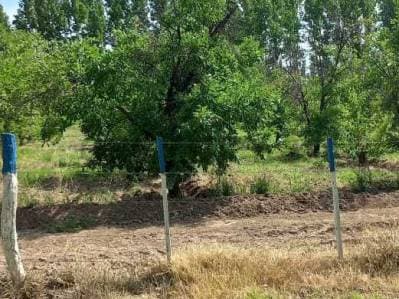 Venta de Finca en General Alvear. Productiva - 2