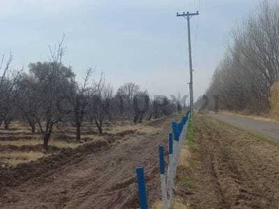 Venta de Finca en General Alvear. Productiva - 5