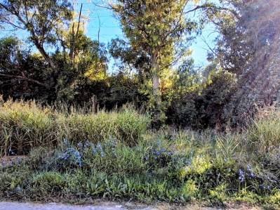 Venta de terrenos en Sicardi, sobre calle 9 entre 659 y 660 a metros del asfalto - 2