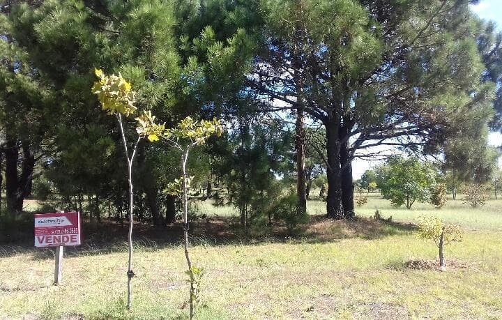 Lote. | Jujuy - 4