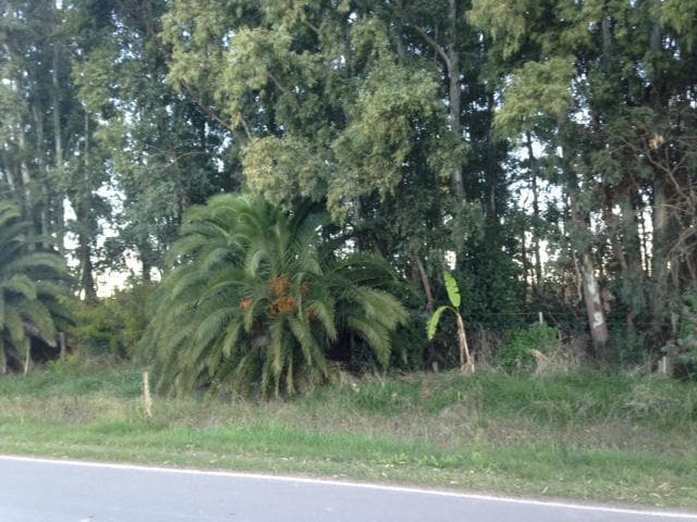 Campo - Las Flores - 5