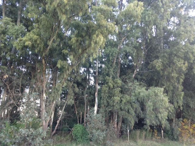 Campo - Las Flores - 2