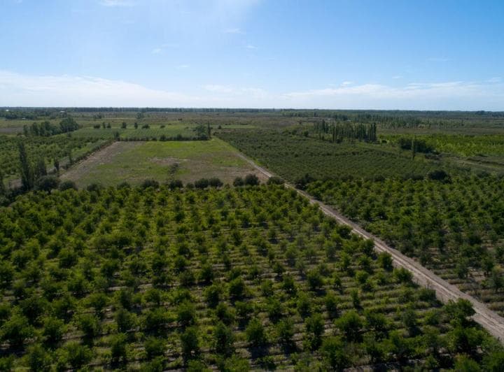 Finca de 10 Ha con Viñedos y Frutales - 2