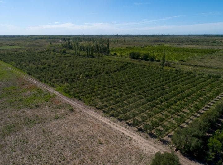 Finca de 10 Ha con Viñedos y Frutales - 3