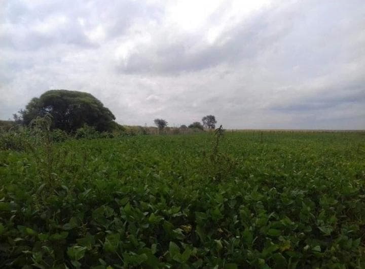 Venta Campo Premium Aerolito Tintina 700ha en Directa - 3