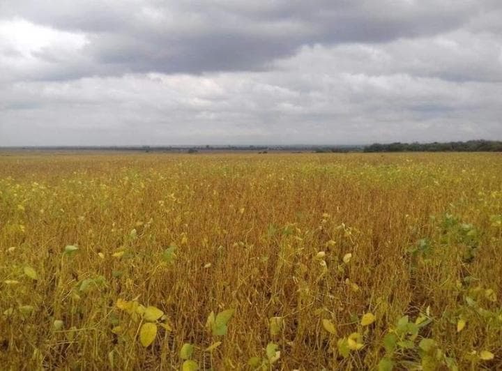 Venta Campo Premium Aerolito Tintina 700ha en Directa - 2