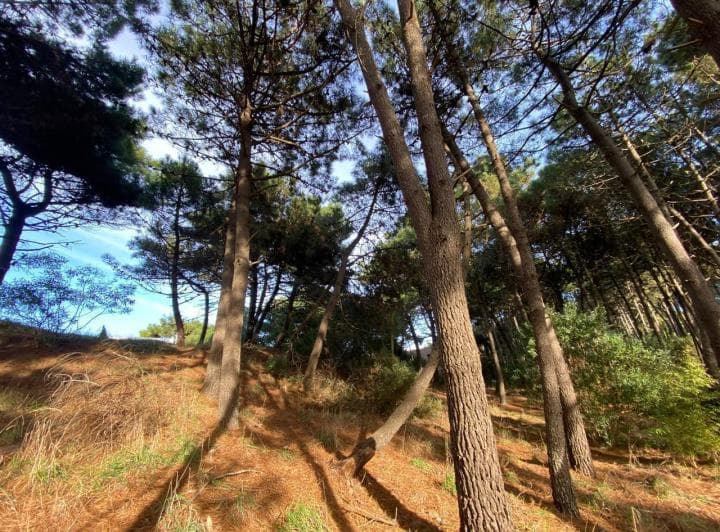 Terreno en Pinamar Norte 215 /6 - 5