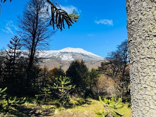 Lotes en Moquehue - Pehuenia – Neuquén - 3