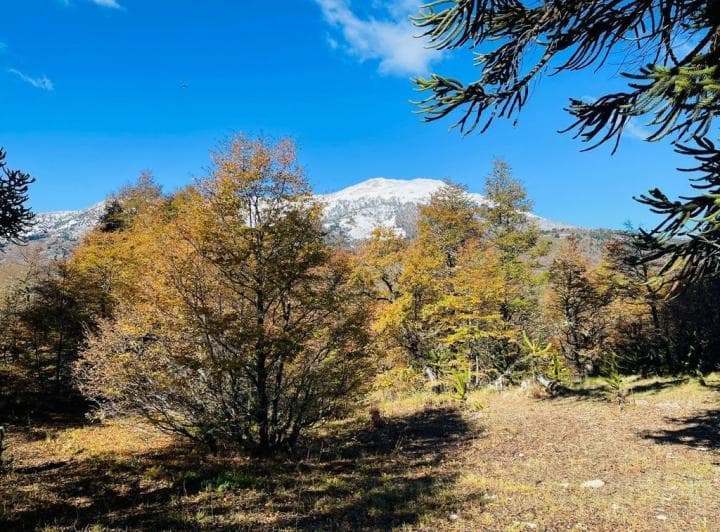 Lotes en Moquehue - Pehuenia – Neuquén - 2