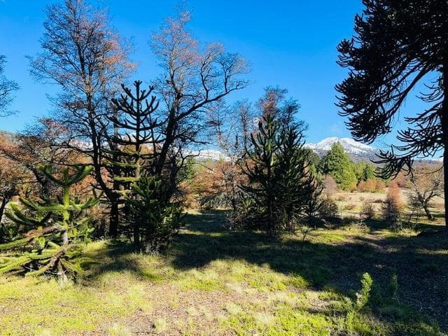 Lotes en Moquehue - Pehuenia – Neuquén - 4