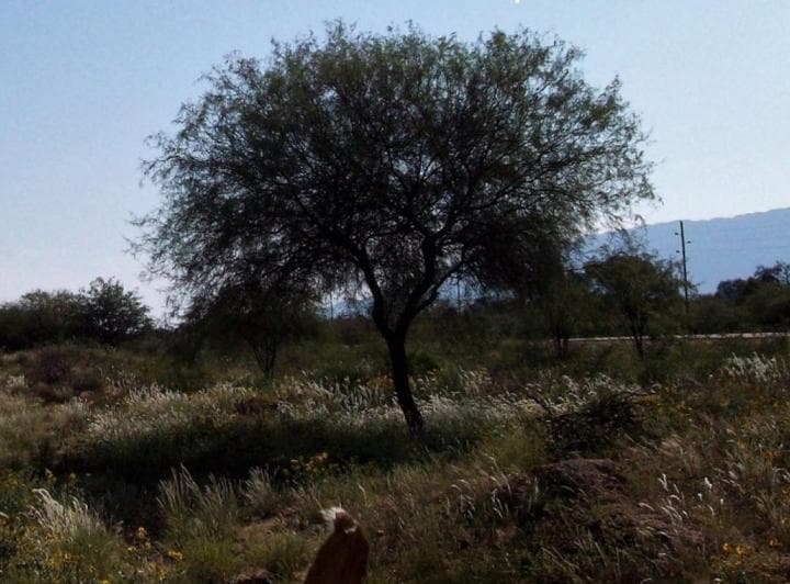 Campo Mixto en Venta Patquia - La Rioja - 5