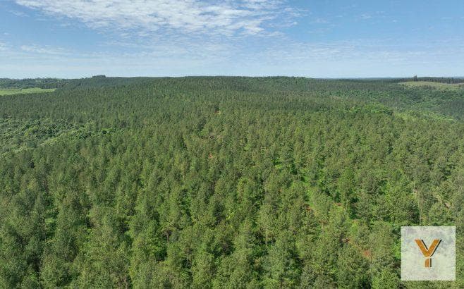 Campo en Venta - m - Misiones - 5