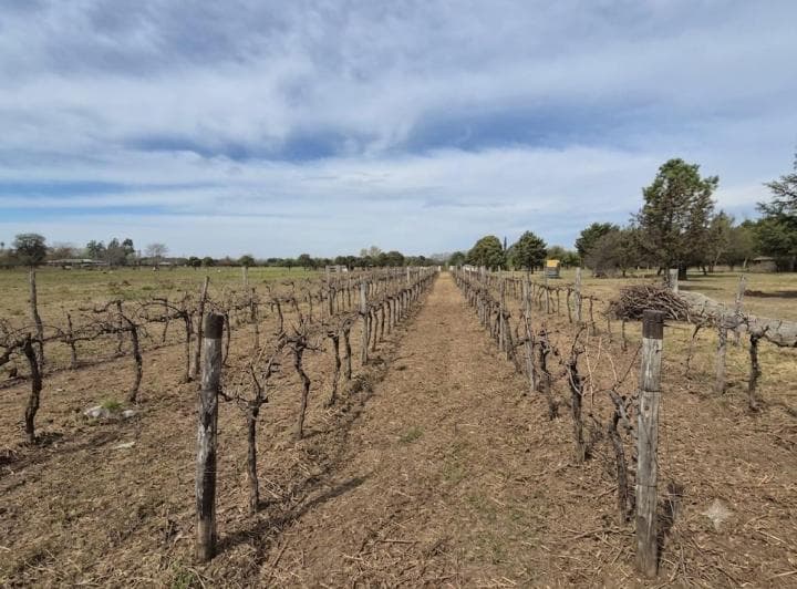 Venta Finca con Viñedo Colonia Caroya - 2