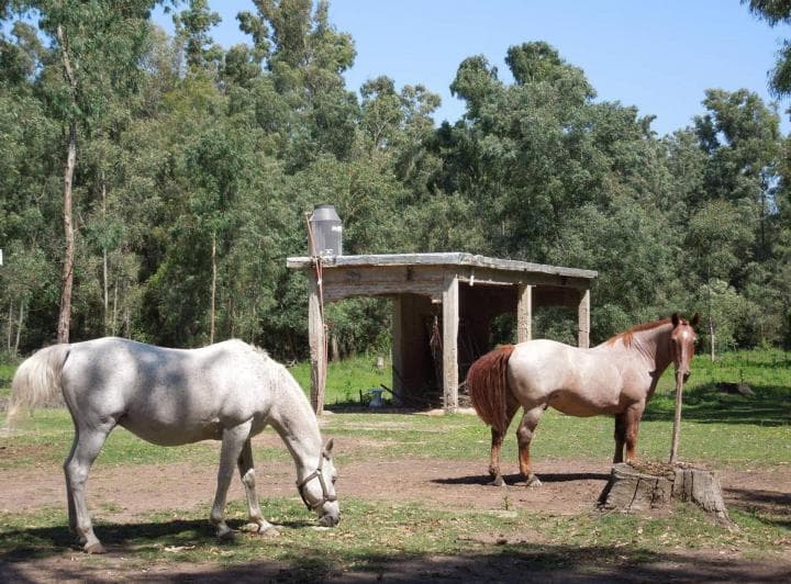 Lote en Chascomús Venta 1 Ha Casa a Reciclar - 4