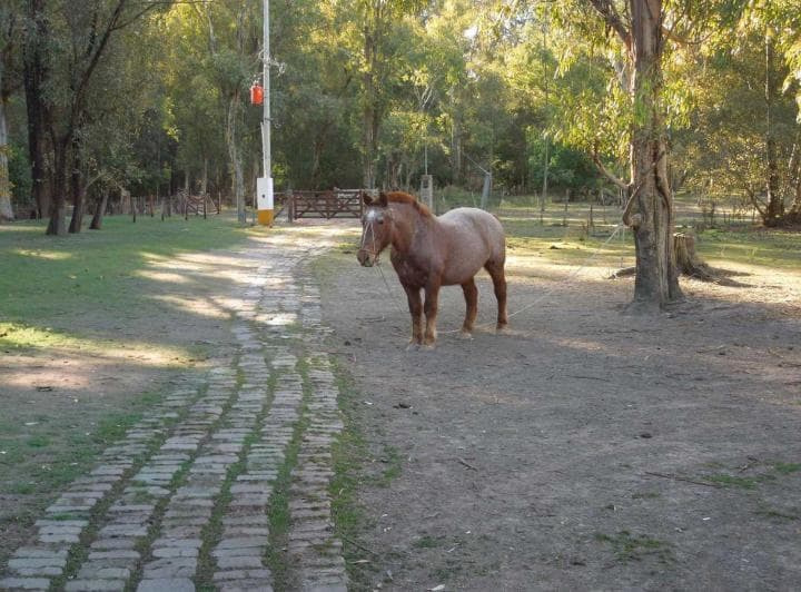 Lote en Chascomús Venta 1 Ha Casa a Reciclar - 2