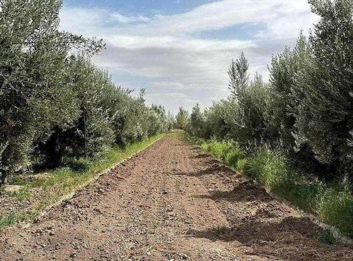 Finca en Venta 18.5 Has de Olivos, 3 de Mayo Lavalle - 4