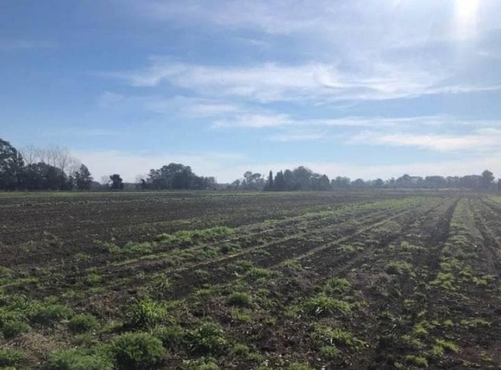 Venta Campo Pilar - 4